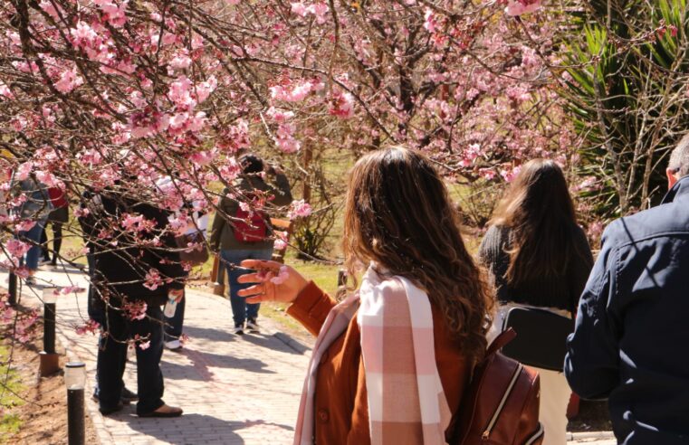 Com a florada de 800 sakuras, Festa da Cerejeira de Campos do Jordão atrai turistas de todos os cantos do país